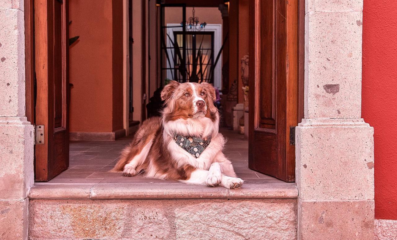 Artesana Luxury Villa San Miguel de Allende Bagian luar foto